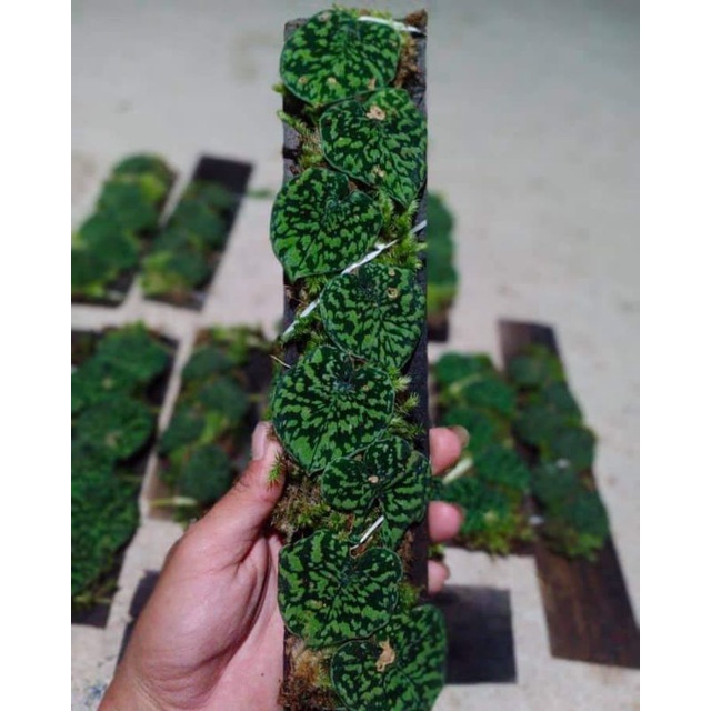 tanaman merambat scindapsus pictus snake scale
