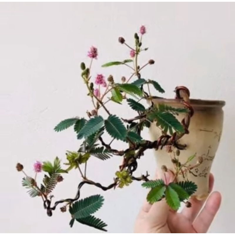 biji bonsai putri malu siap semai 20 biji benih