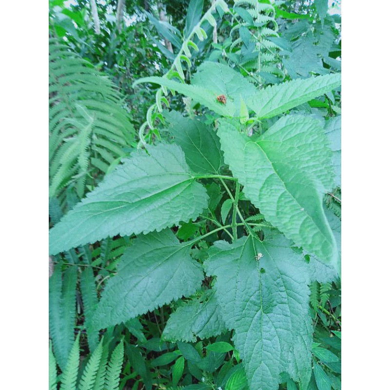 Jual Daun Kirinyuh Marenggo Atau Kopasanda Segar Kg Shopee Indonesia