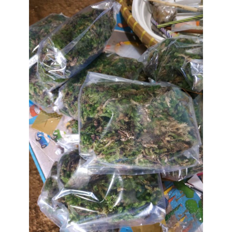 Spagnumos media tanam anggrek / lumut hijau berat 100gram