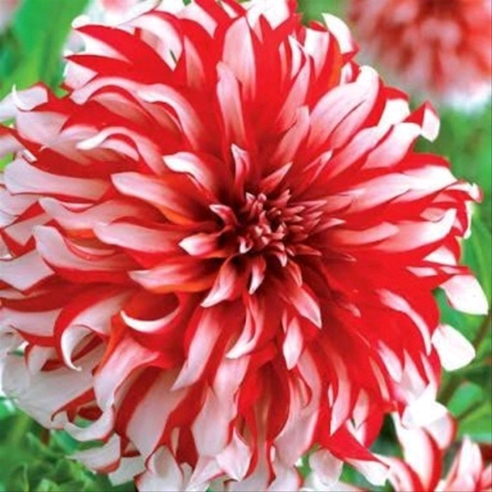 1 Benih Biji Bunga Dahlia Dinnerplate santa clause