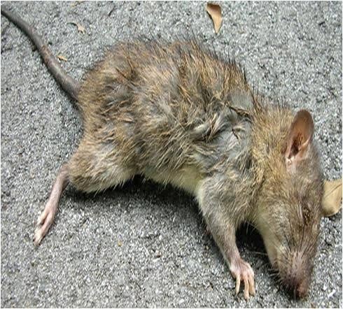 Ramtus Racun Tikus Ampuh Mati Kering Tidak Bau Pembasmi Curut Wirog Mencit Dirumah Di Mobil 12 Pack