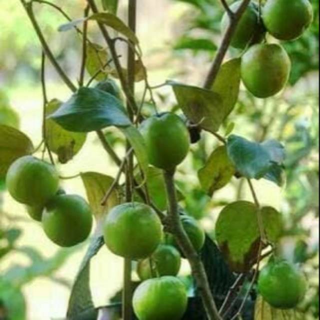 Bibit Tanaman Buah Bidara Arab Bibit Tanaman Buah Bidara Arab