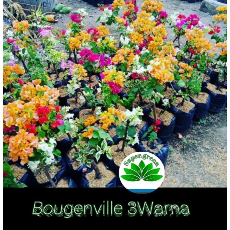 bibit bunga Bougenville 3warna