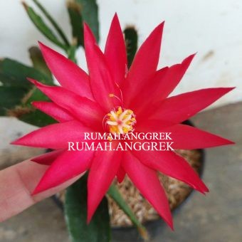 Tanaman hias wijaya kusuma Bunga Merah - Tanaman Hias Hidup - Bunga hidup - Bunga hias