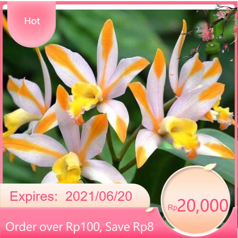 anggrek cymbidium anggrek tanah kuning putih