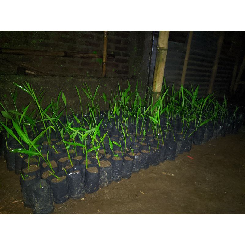 bibit jahe merah super