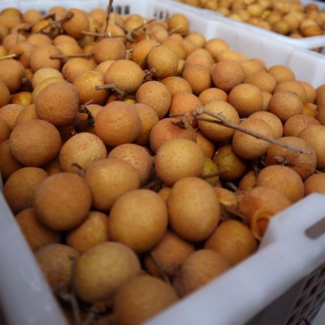 

Lengkeng Bangkok Mas