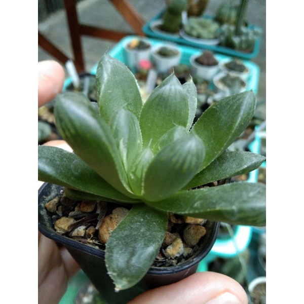haworthia obtusa marine ex variegata