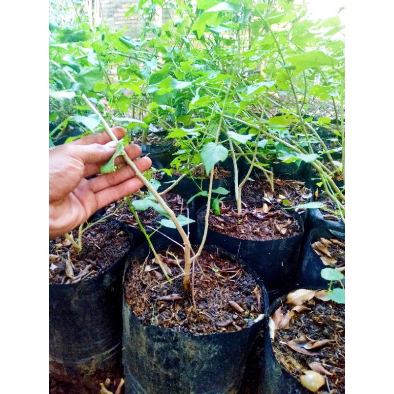 bibit tanaman sepatu bunga mikro-hiasan taman-bonsai