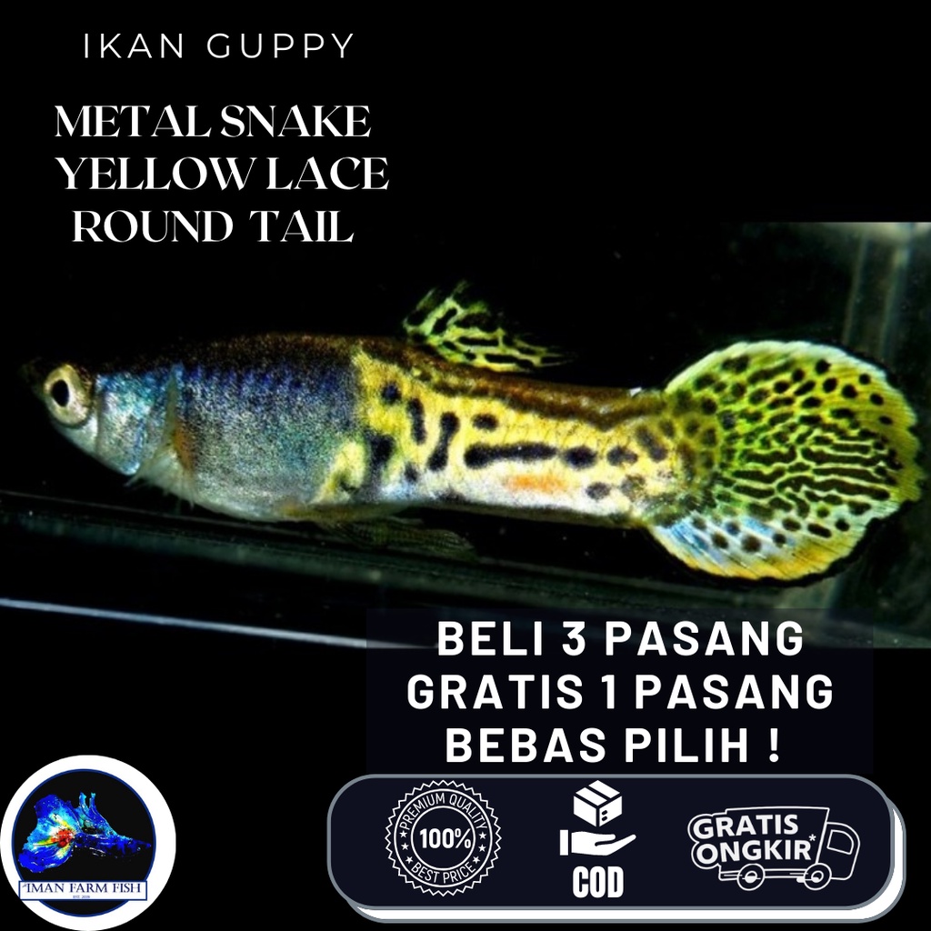 Guppy Metal Snake Skin Yellow Lace Roundtail MSSYL