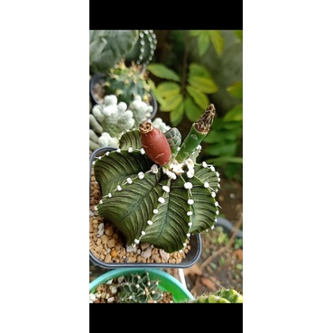 Seed Biji Bibit kaktus LB2178 Aguadulce (LB ori) caktus gymno LB