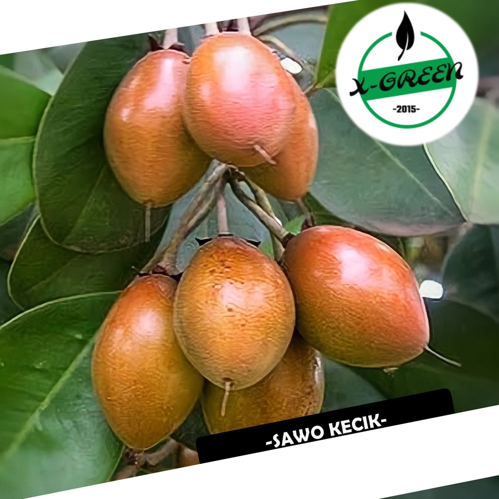 Tanaman Buah Sawo Kecik, Sawo Manila - (X-Green)