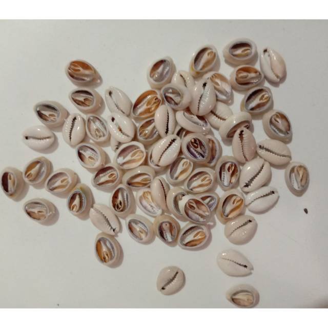 Kerang laut 100 gr | Biji coklak | Kerang hias | Kerang kuwuk