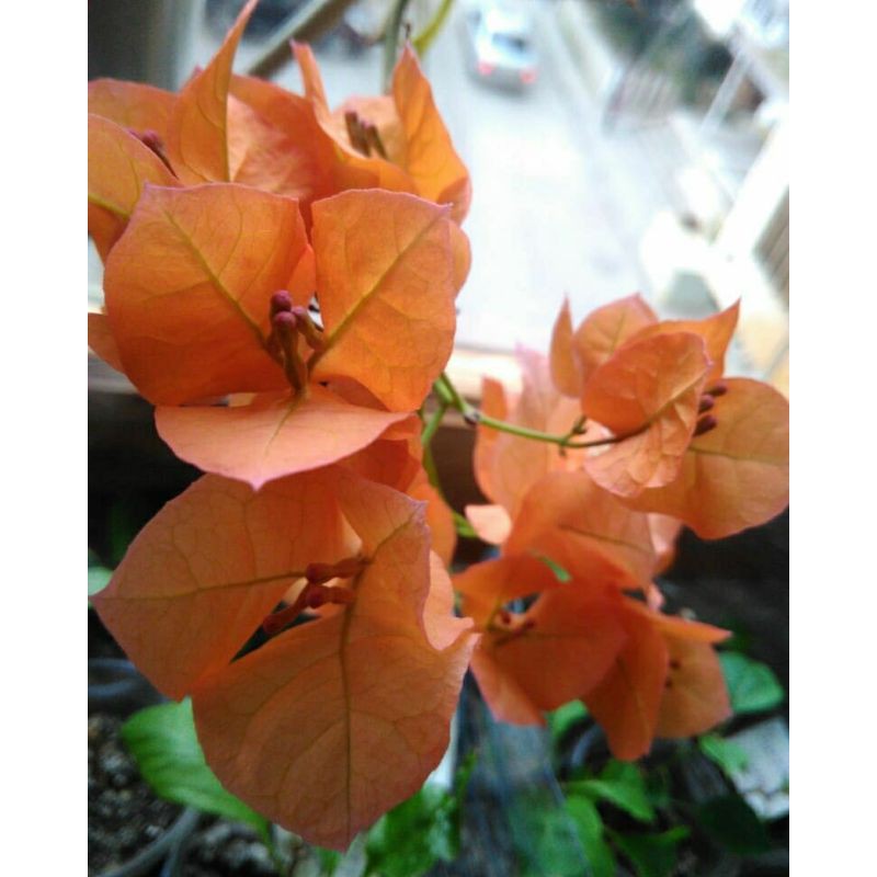 Bunga Bougenville orange ORIGINAL batang besar