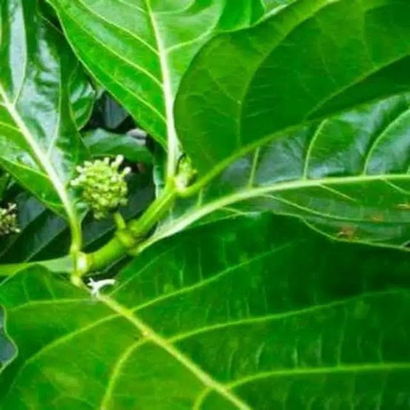 

Daun Mengkudu Fres 500 Gram