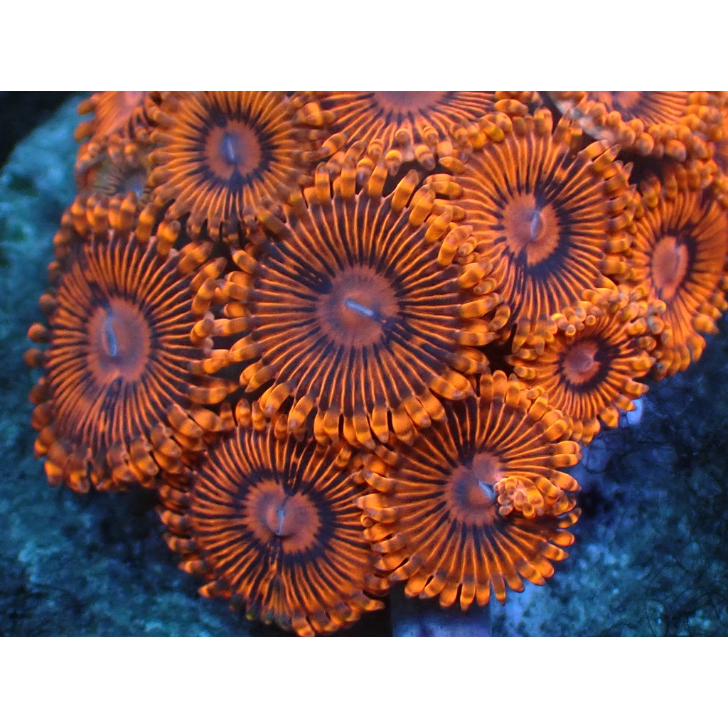 Zoa Frag 3 (Merah/Red)
