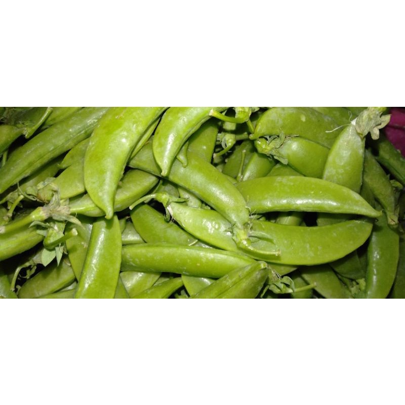 

Kacang Kapri / Arcis / Ercis manis sayur