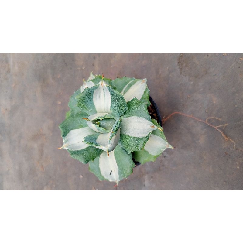 kaktus agave sirojin