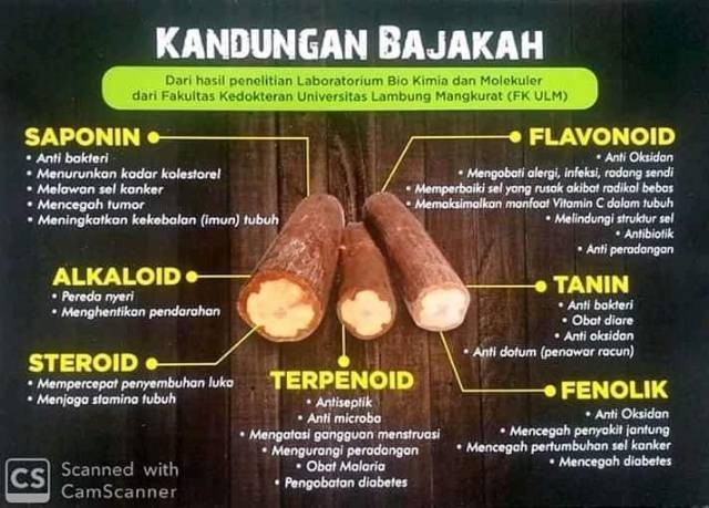 bajakah - kayu bajakah - akar bajakah -bajakah kuning asli kalimantan