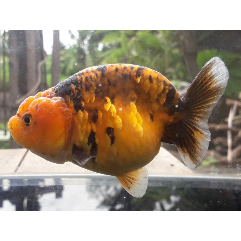 Ranchu Hybrid Tiger