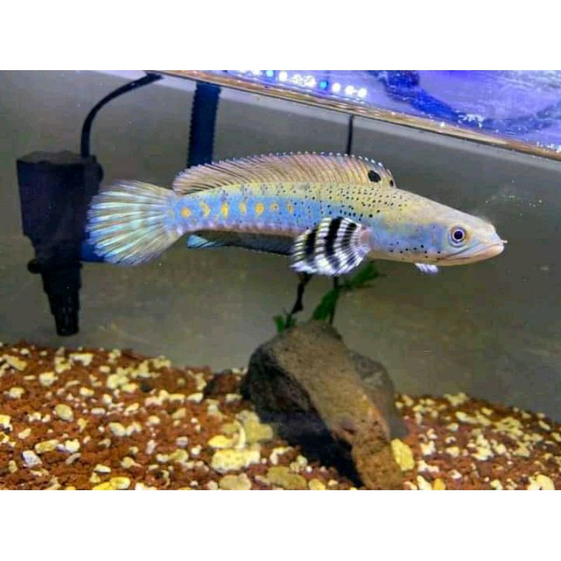 Ikan Baby Channa Blue Pulchra Pulcra 8 cm Bakat Gondrong, free packing sterofoam