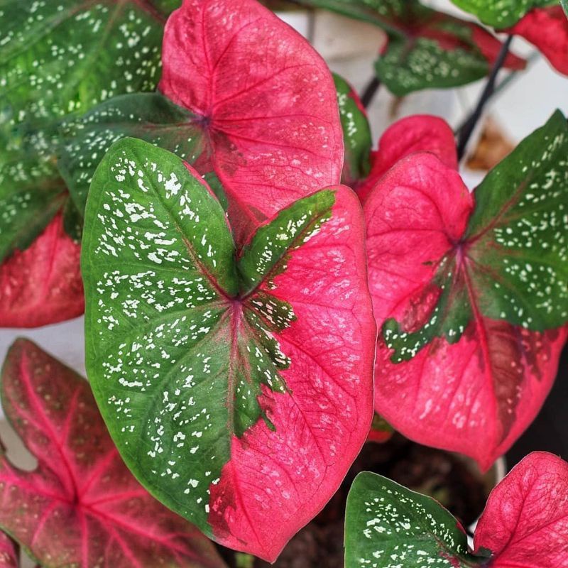CALADIUM BARET /KELADI BARET