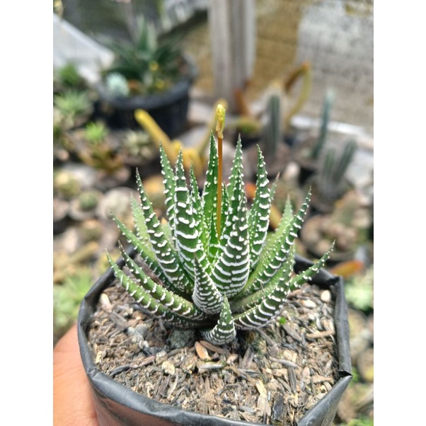 Haworthia Zebra