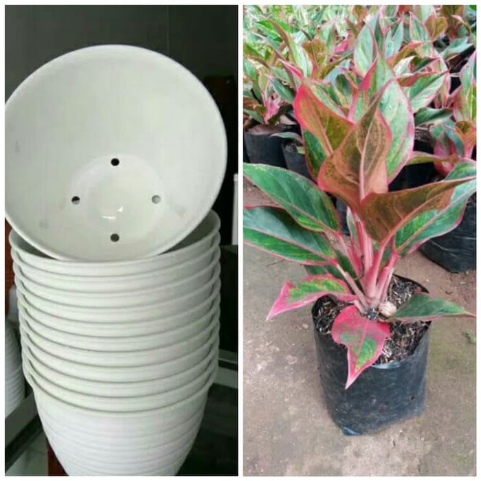 Tanaman hias Aglonema Lipstik & media tanam (pot)