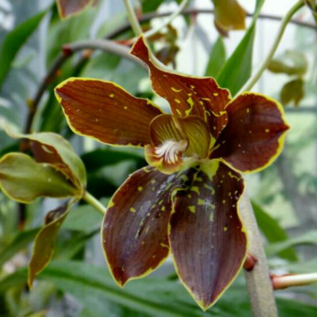 Anggrek Grammatophyllum Martae Quisumb