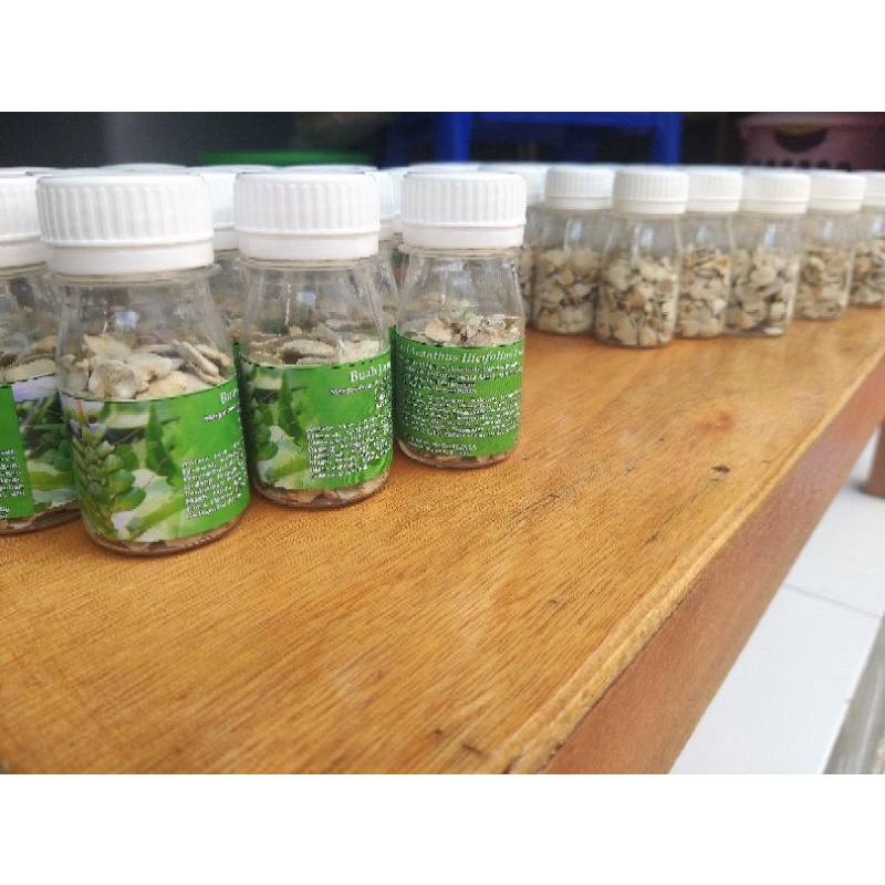 jeruju obat batu ginjal, kencing batu dan batu empedu.