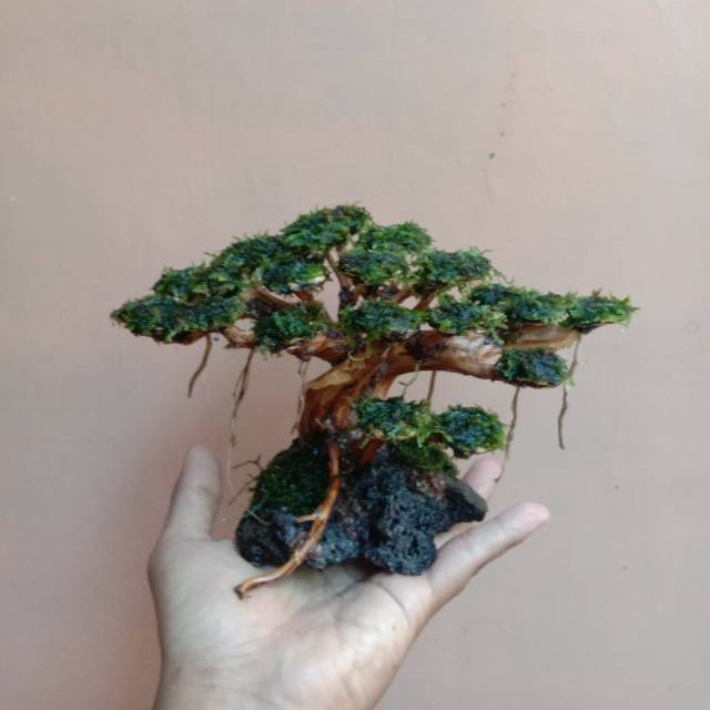 Bonsai Aquascape Mini