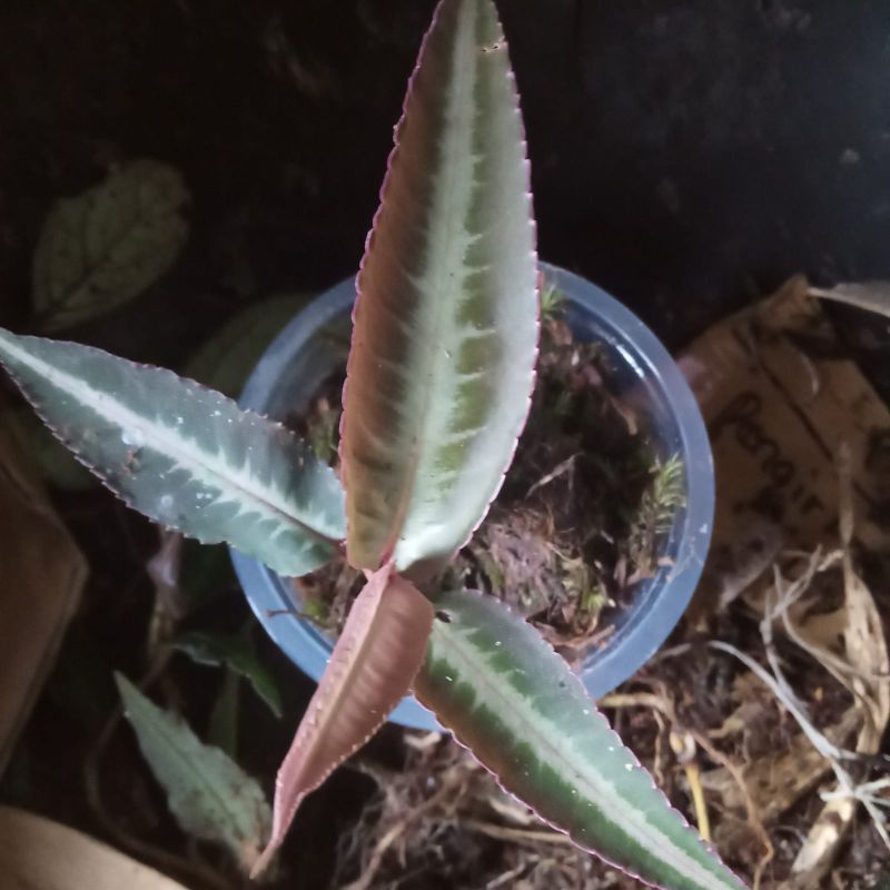 Ardisia Sekayam sp