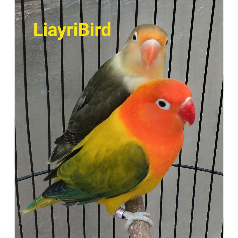 Lovebird PB Move/Biola x Biola Euwing//Pb Sepasang