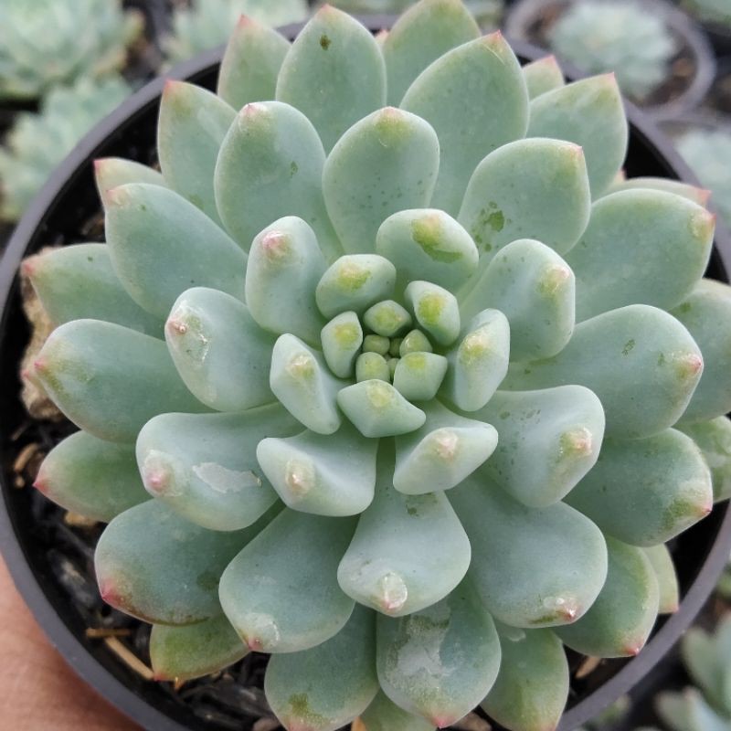 Echeveria // sukulen