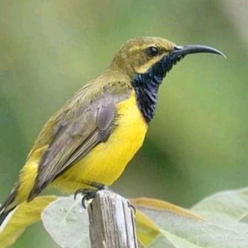 burung sogon jantan pilihan