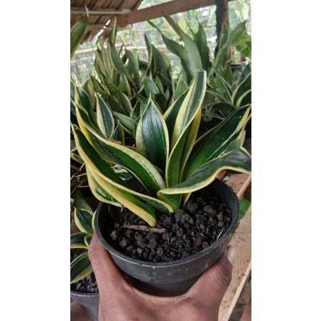 SANSIVERA PAGODA INDUKAN SANSIVERA PAGODA/LIDAH MERTUA PAGODA