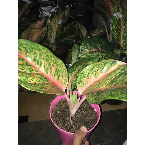 Aglonema Striptis