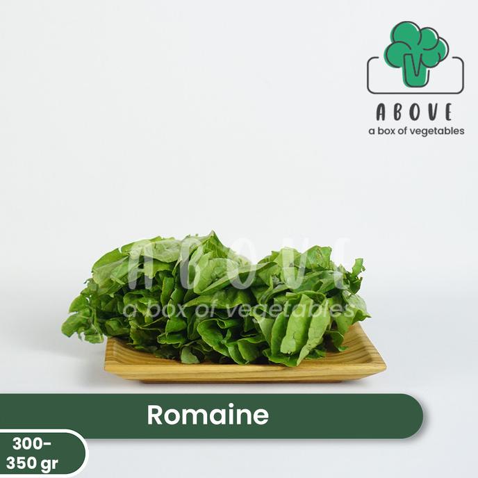 

Romaine (300-350 gr) - Sayur ABOVE