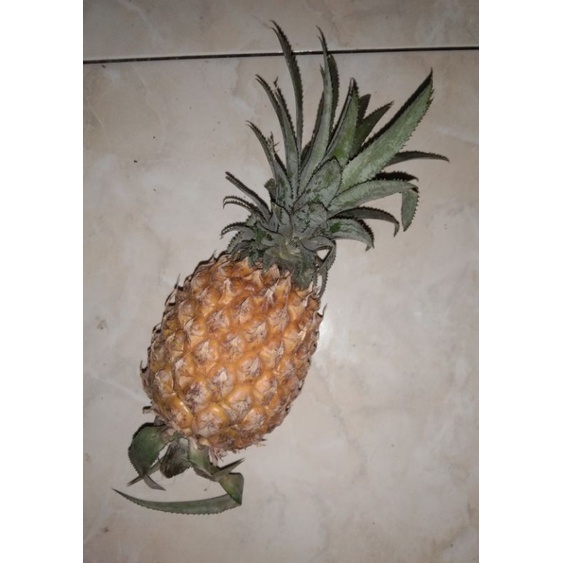

Buah nanas