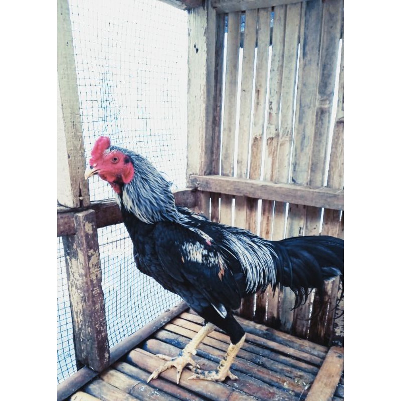 

Ayam Jago Bangkok Hidup