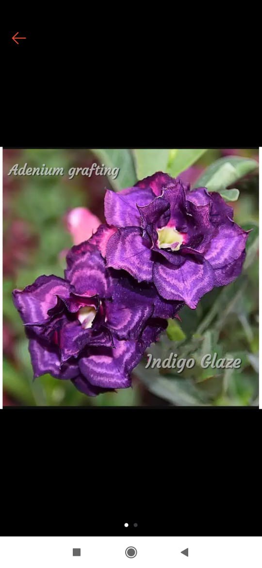 Adenium Grafting royan Empress
