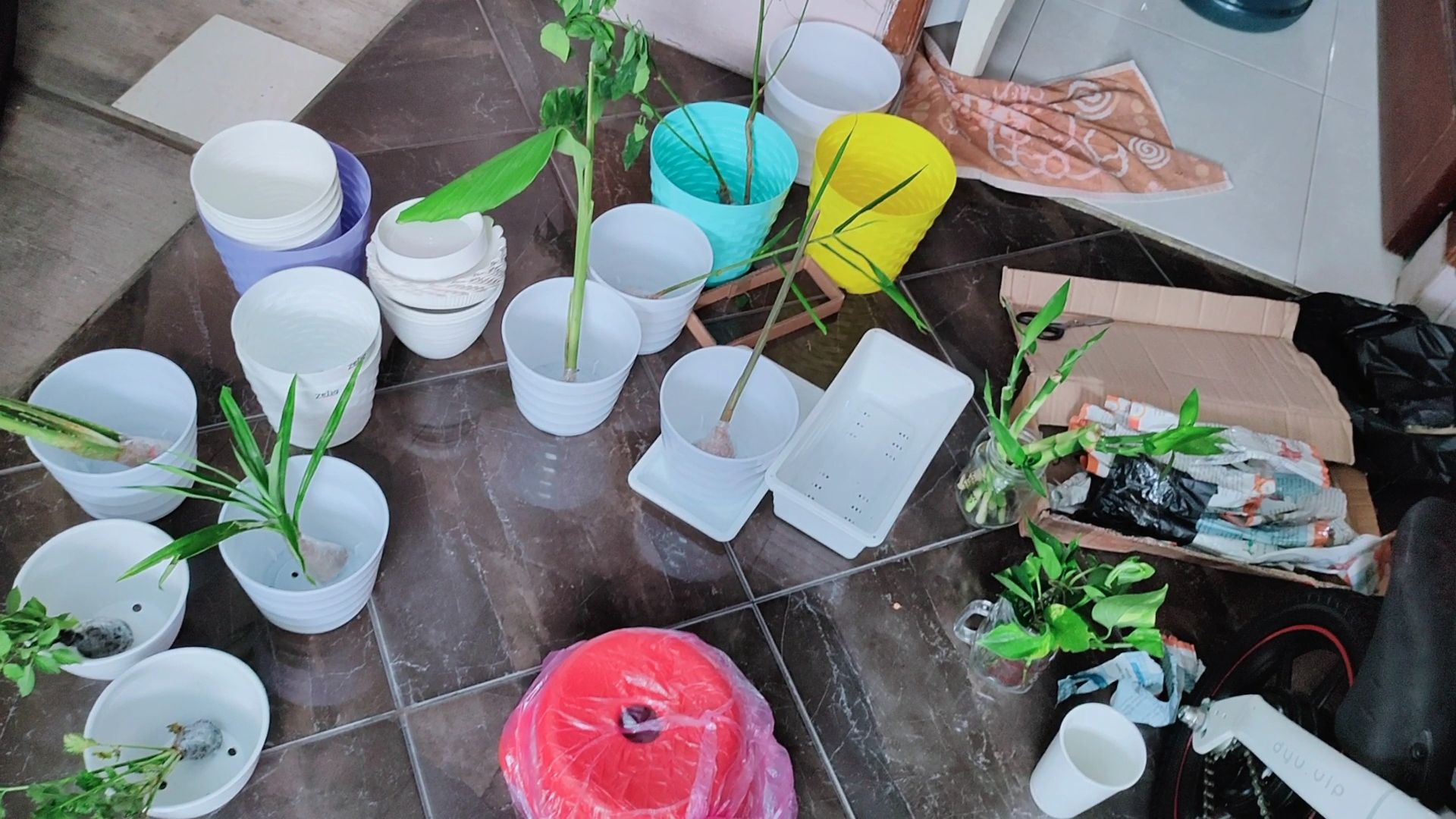 Bibit Tanaman Herbal Katuk