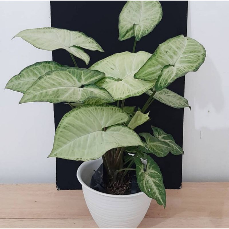 Tanaman hias syingonium white - syingonium batik putih - syingonium - syingo