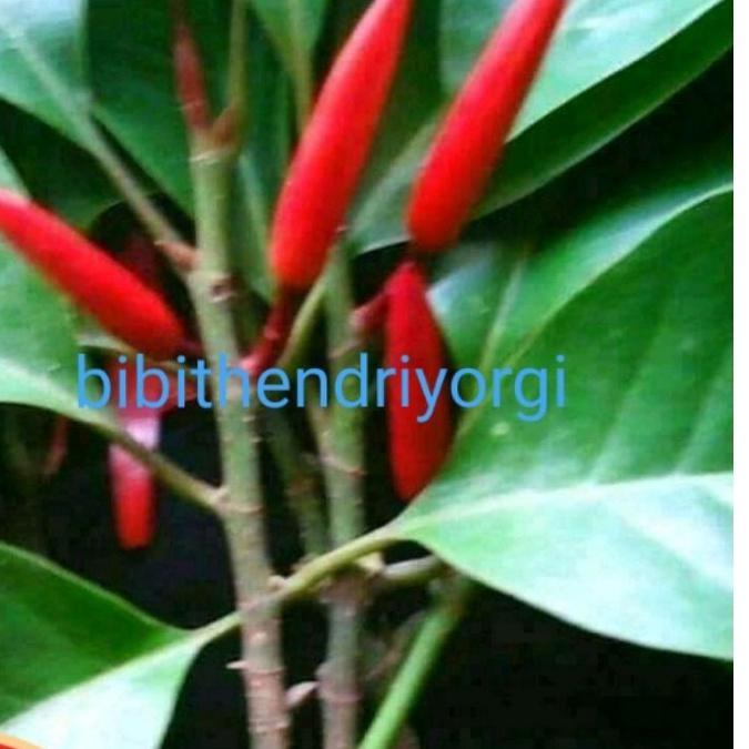 ❅Stok Banyak Bibit Tanaman Kembang Gading/Kantil Merah Asli Olkulasi Tempel Cepat Berbunga 54 ➥