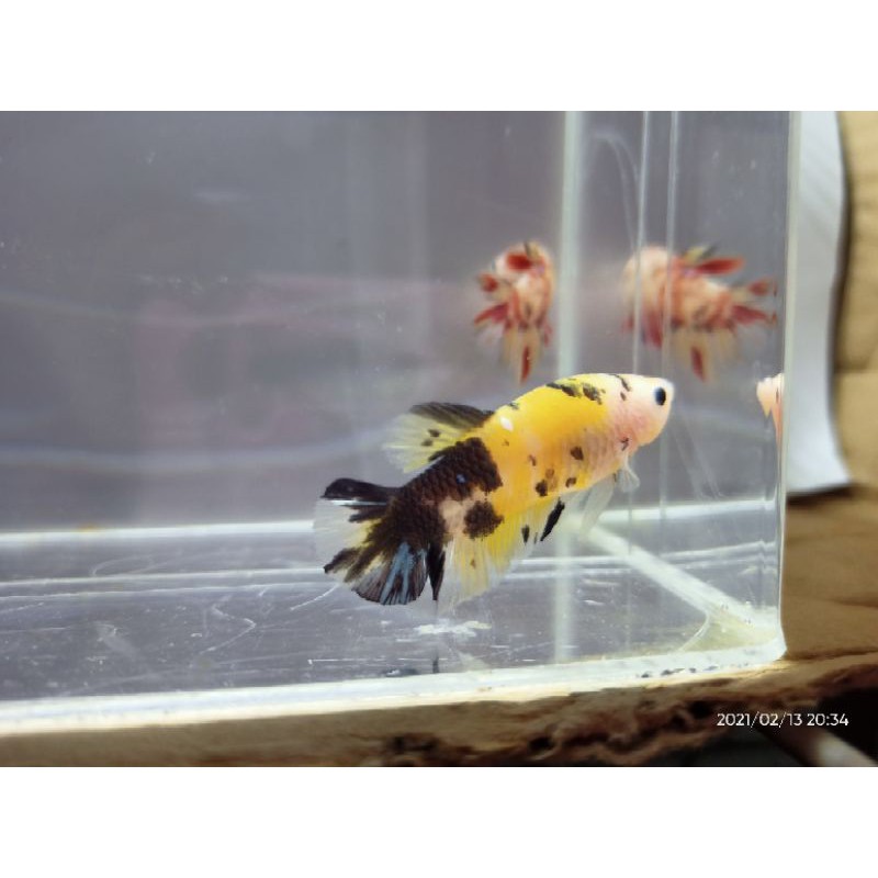 

yellow koi