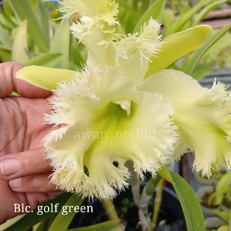 cattleya anggrek  koleksi (remaja)