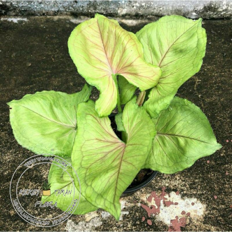 Tanaman Hias Syngonium Mango Allusion Yellow-Syngonium Yellow