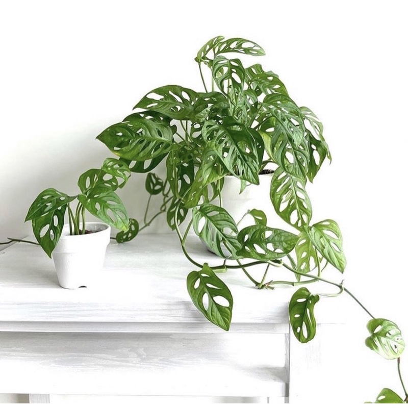 (BISA COD)Tanaman hias janda bolong monstera obliqua adansonii-tanaman hidup-(tanaman gantung hidup-