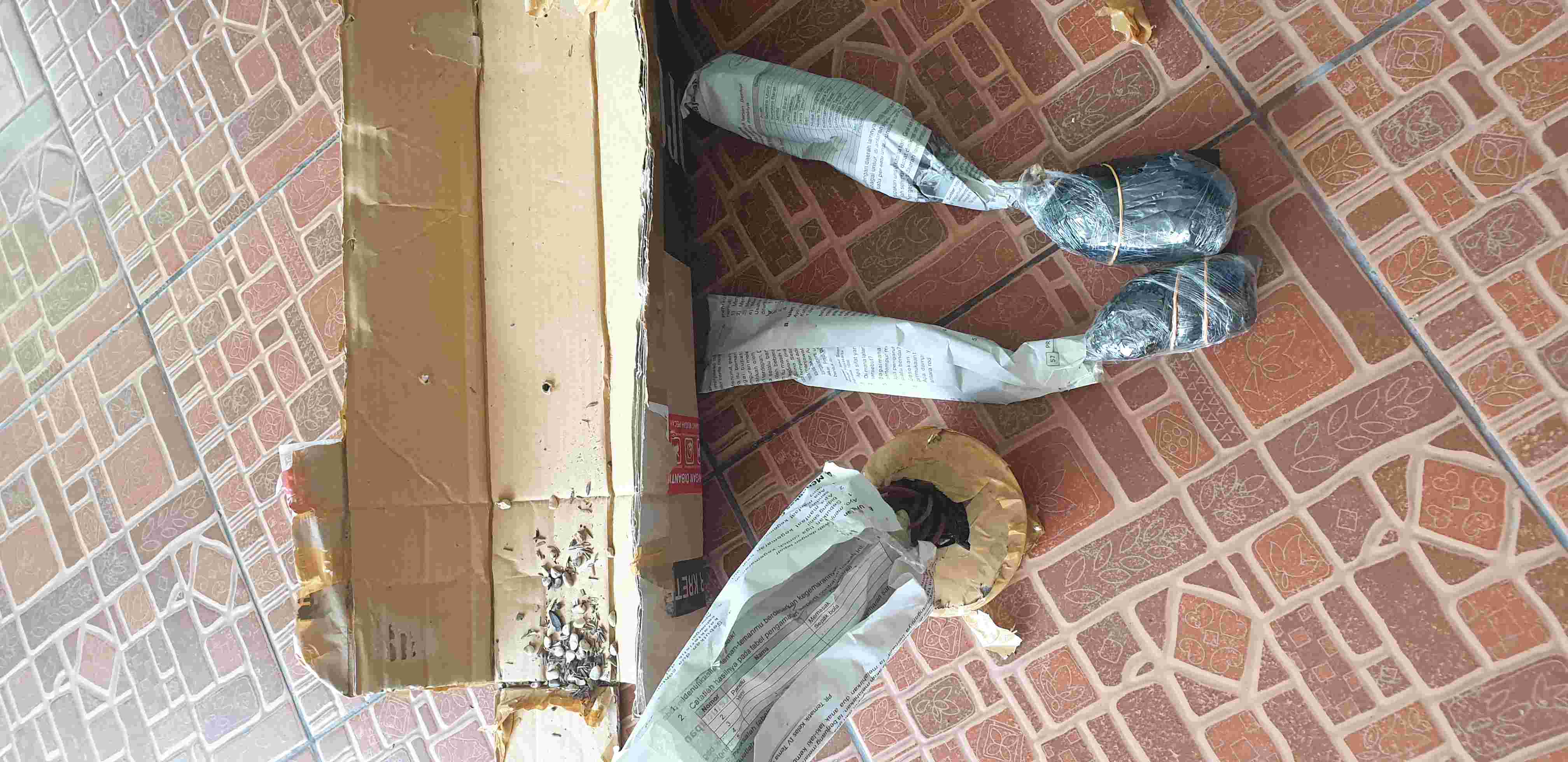 Peperomia Watermelon